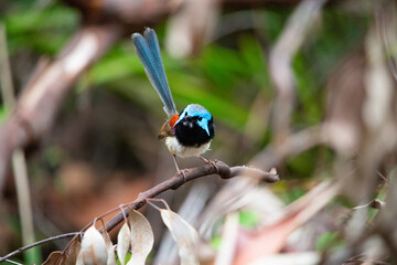 Fairy-wren bird on a branch