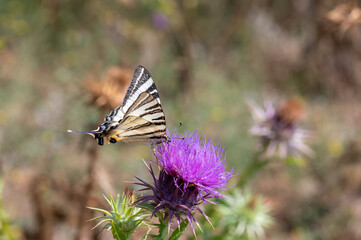 Obraz premium Papilionidae / Erik Kırlangıçkuyruğu / Scarce Swallowtail / Iphiclides podalirius