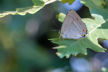 Lycaenidae / Mor Meşe / Purple Hairstreak / Quercusia quercus