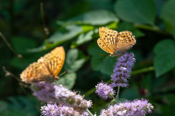 butterfly on flower