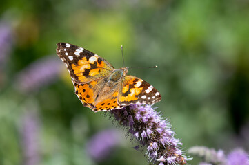 Naklejka premium Nymphalidae / Diken Kelebeği / Painted Lady / Vanessa cardui