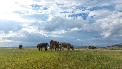 Herd of cows grazing on summer meadow