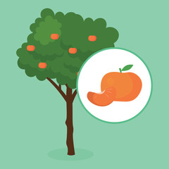 Mandarin tree with fruits, illustration