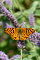 Nymphalidae / İspanyol Kraliçesi / Queen of Spain fritillary / Issoria lathonia