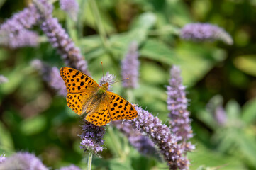 Nymphalidae / İspanyol Kraliçesi / Queen of Spain fritillary / Issoria lathonia