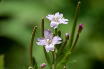 Obraz premium pink and white flower