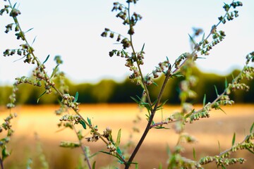 Pflanzen vor sonnigen Hintergrund