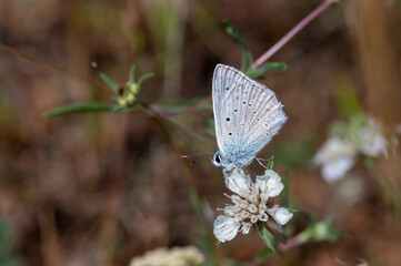butterfly on a flower