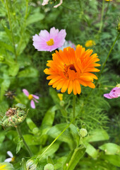 orange calendula officinalis on stem