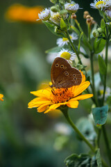 Motyl na żółtym kwiatku © Gabriela
