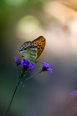 Duży motyl na kwiatkach © Gabriela