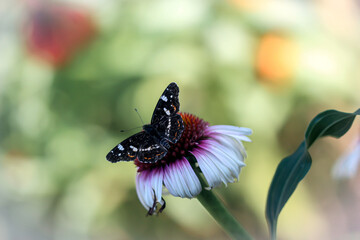 Motyl na kwiatku © Gabriela