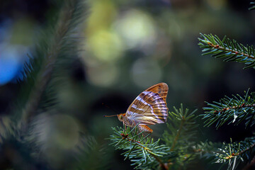 Fototapeta na wymiar Motyl na gałązce świerku