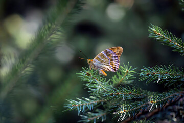 Motyl na gałązce świeku © Gabriela