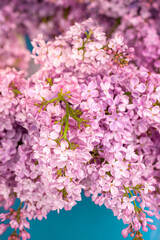 Purple lilac flowers background