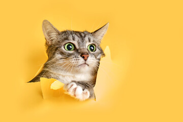 The cat looks out of a hole in the studio yellow background. Pet peeps through torn paper...
