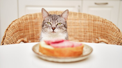 An angry cat is sitting at the table near a sausage sandwich in the home kitchen