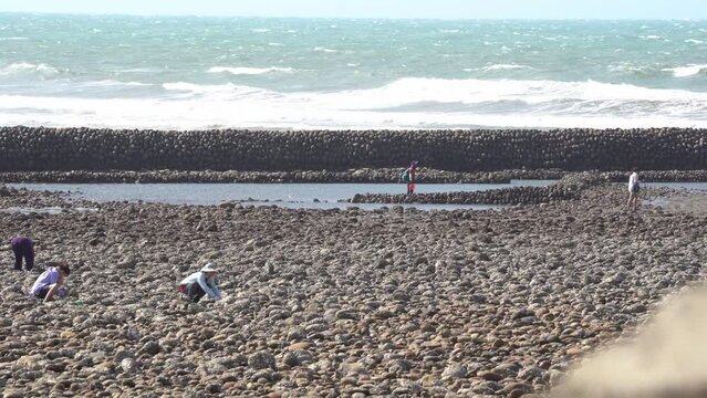 People harvesting fresh and delicious seafood clams in the stoney tidal zone with breakwater under hot sunny day at Taiwan, Asia.