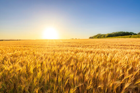 Vast barley field at summer sunset