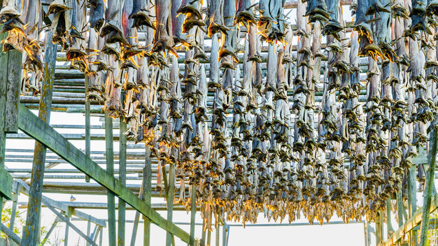 Panoramic view of stockfish drying on rack