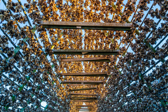 Low angle view of stockfish drying on rack