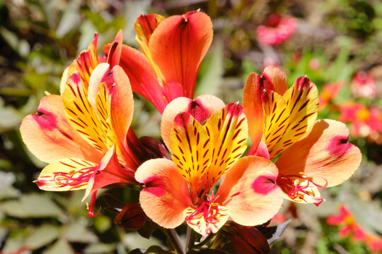 Peach colored lilies blooming in spring