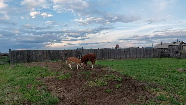Two calves playing with each other on farmland