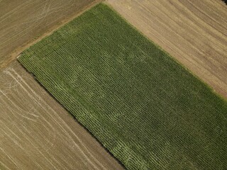 Aerial view of a green square corn field in summer
