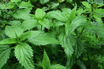 Green leaves of nettle (lat. Urtica) with seeds. Ripening at the end of summer. Burning plant.