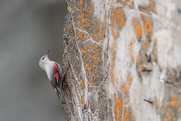 The amazing Wallcreeper, an incredible climber on the Alps mountains (Tichodroma muraria)