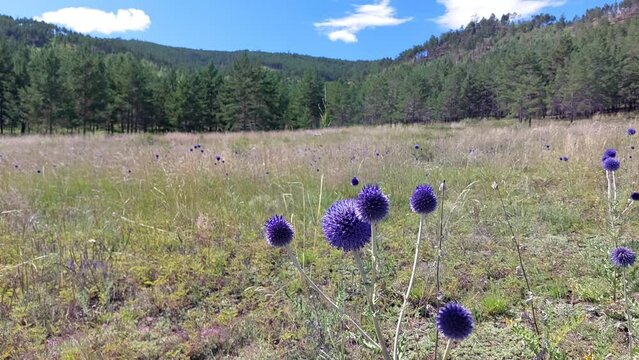 Video of Echinops latifolius commonly known as globe thistles