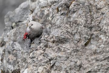 Fine art portrait of the Wallcreeper (Tichodroma muraria)