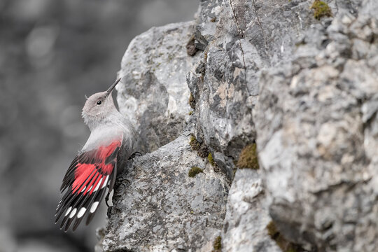 The wallcreeper, also know as the butterfly of the rocks (Tichodroma muraria)