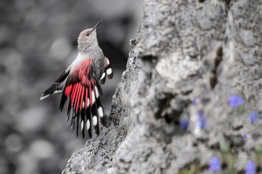The butterfly of the rocks, the Wallcreeper in flight (Tichodroma muraria)