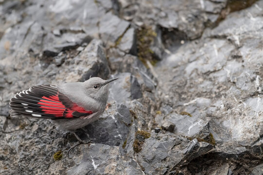 On the rock, young wallcreeper on mountain wall (Tichodroma muraria)