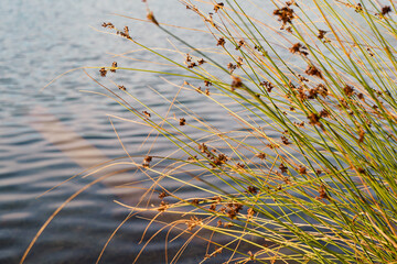 Pflanzen vor See