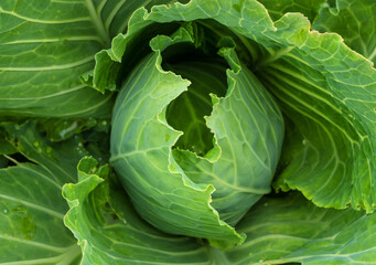 Obraz premium Juicy fresh white cabbage after rain in the vegetable garden