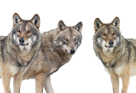wolfs isolated on white background