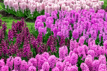 Keukenhof purple and pink flowers, Netherlands