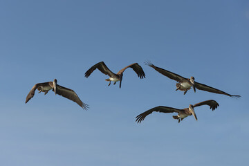 Galapagos Brown Pelicans (Pelecanus occidentalis urinator) in flight, Black Turtle Bay, Santa Cruz Island, Galapagos, Ecuador