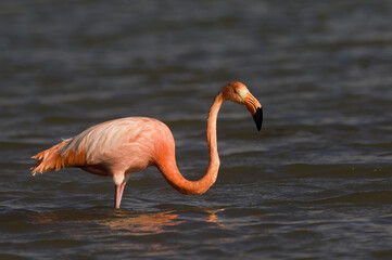 Greater Flamingo - American Flamingo - Caribbean Flamingo, Floriana Island, Galapagos Islands, Ecuador