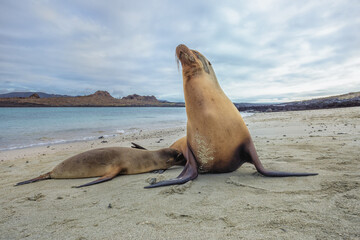 Galapagos Sea Lion pup (Zalophus californianus wollebaeki) suckling, Santiago Island, Galapagos, Ecuador