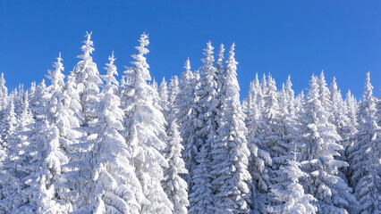 pine trees covered by heavy snow banner