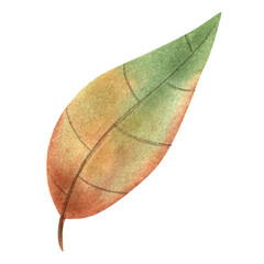 Colorful bright autumn leaves painted in watercolor, autumn illustration hand-drawn. highlighted on a white background . Suitable for autumn design