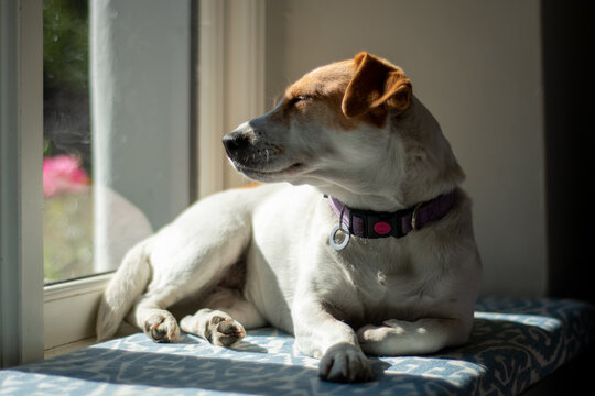 Jack Russell dog smiling as she looks out of a window. Soft focus image makes for a dreamy and warm picture. Sharp focus on the dogs eye. Brown and white happy dog basking in summer sunlight