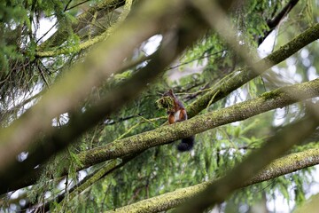 Squirrel carrying some moss sen through tree branches © Esperto/Wirestock Creators