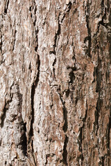 木の幹　木の皮　木　模様