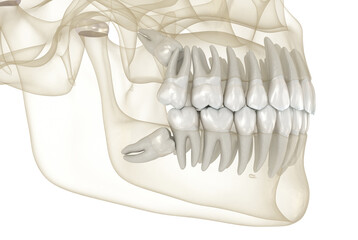 Mesial impaction of Wisdom teeth. Medically accurate tooth 3D illustration
