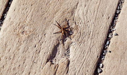 large black and yellow spider resting on summer warm wood