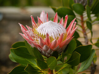 King protea flower in full bloom - obrazy, fototapety, plakaty
